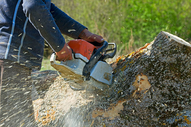 Best Fruit Tree Pruning  in Lock Haven, PA